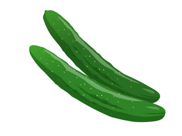 きゅうりは何センチ入るでしょう～